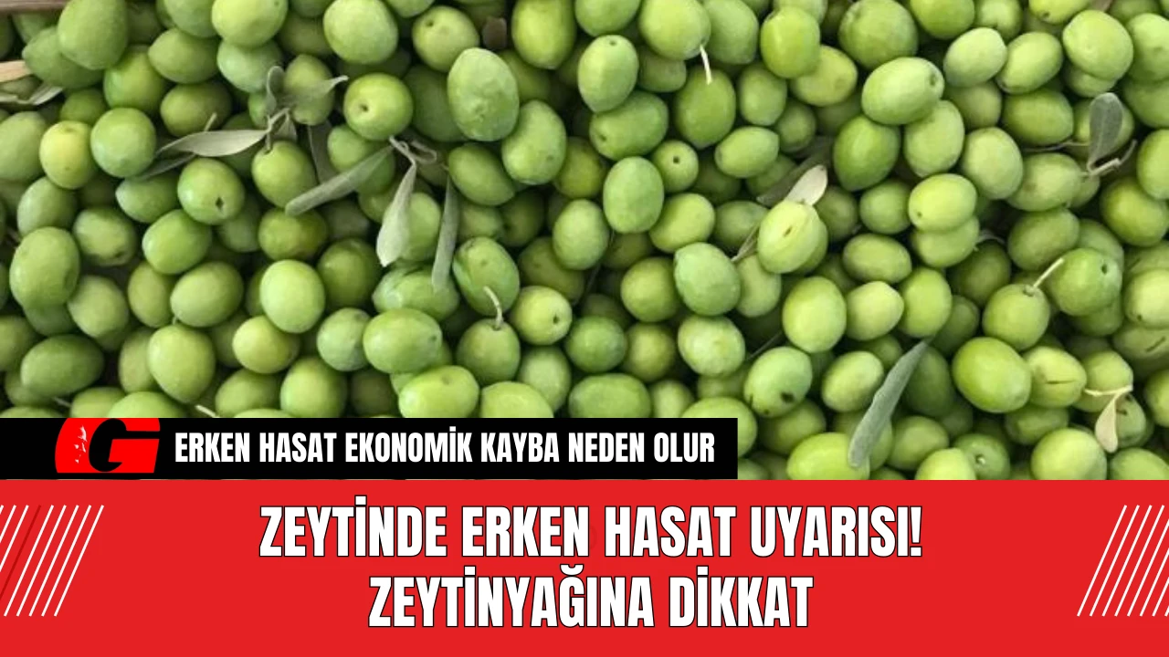 Zeytinde Erken Hasat Uyarısı! Zeytinyağına Dikkat