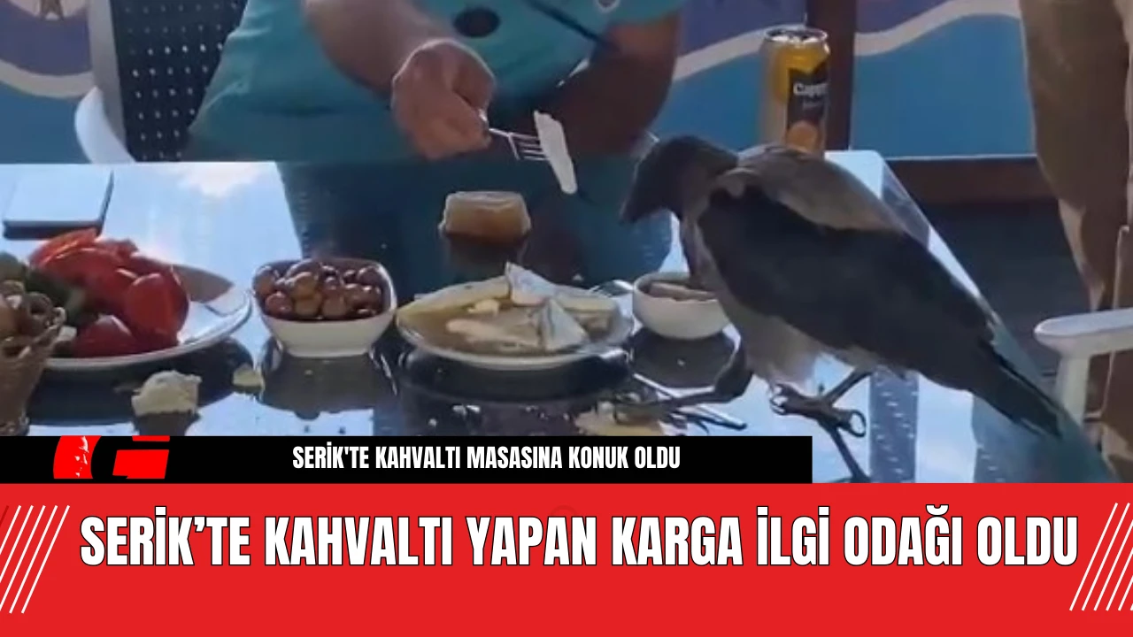 Serik’te Kahvaltı Yapan Karga İlgi Odağı Oldu! Serme Khavlatı Yaptı