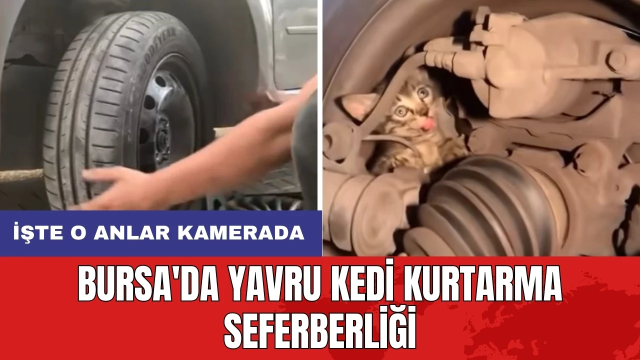 Bursa'da yavru kedi kurtarma seferberliği: İşte o anlar kamerada