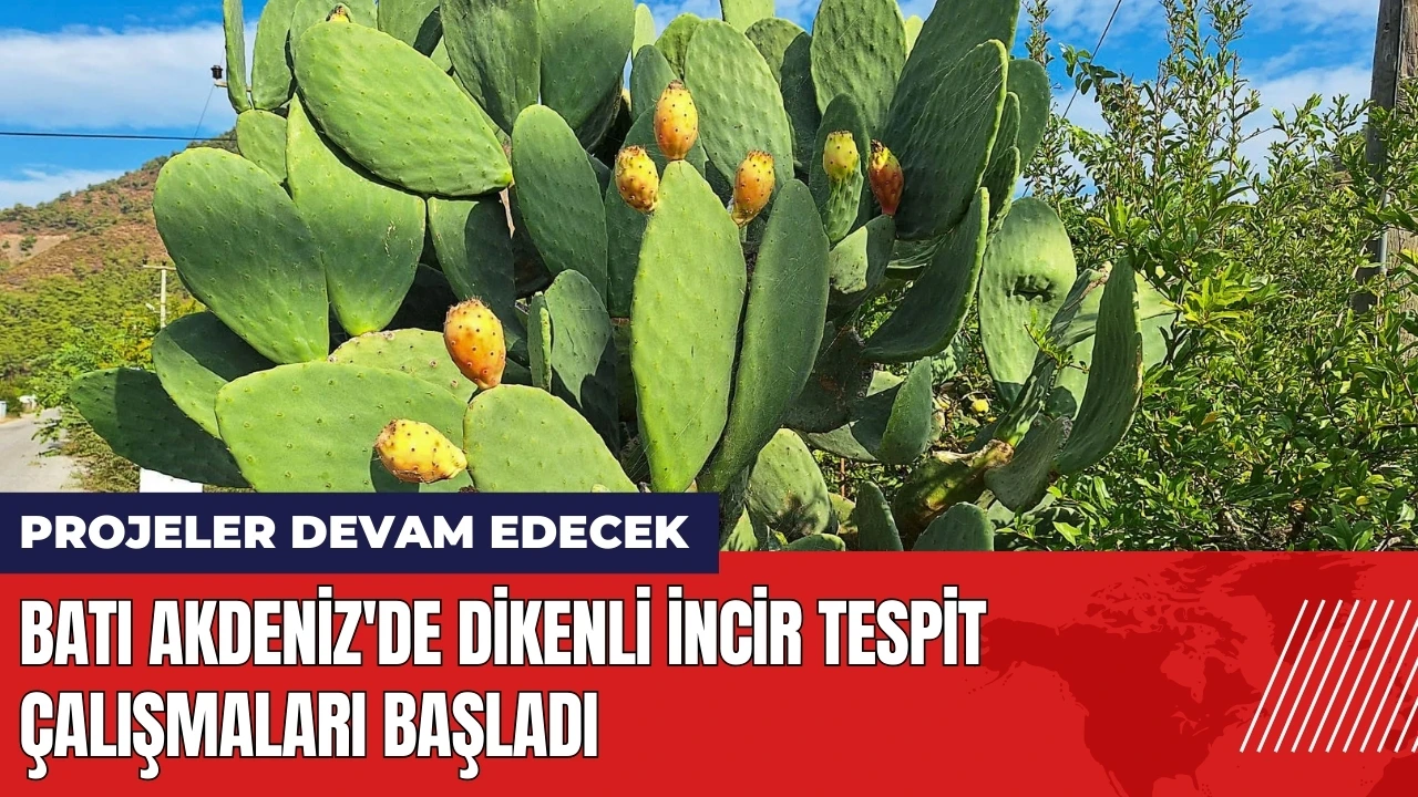 Batı Akdeniz'de dikenli incir tespit çalışmaları başladı