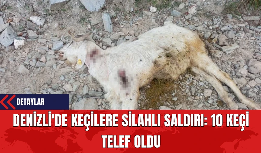 Denizli'de Keçilere Silahlı Saldırı: 10 Keçi Telef Oldu