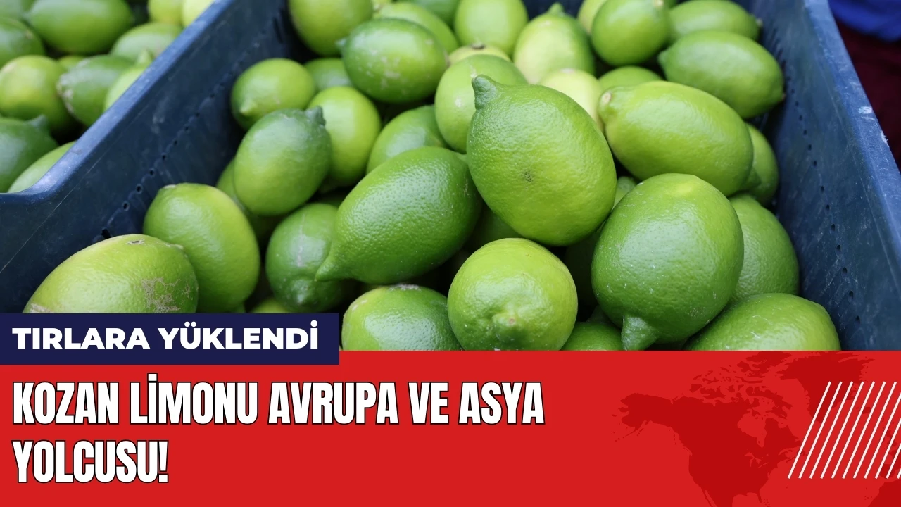 Kozan limonu Avrupa ve Asya yolcusu! Üreticinin yüzü gülüyor