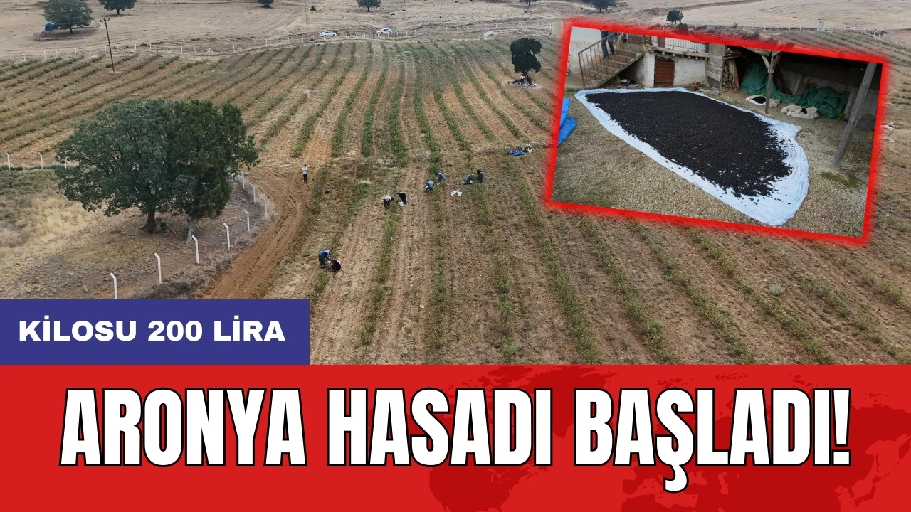 Aronya hasadı başladı! Kilosu 200 lira