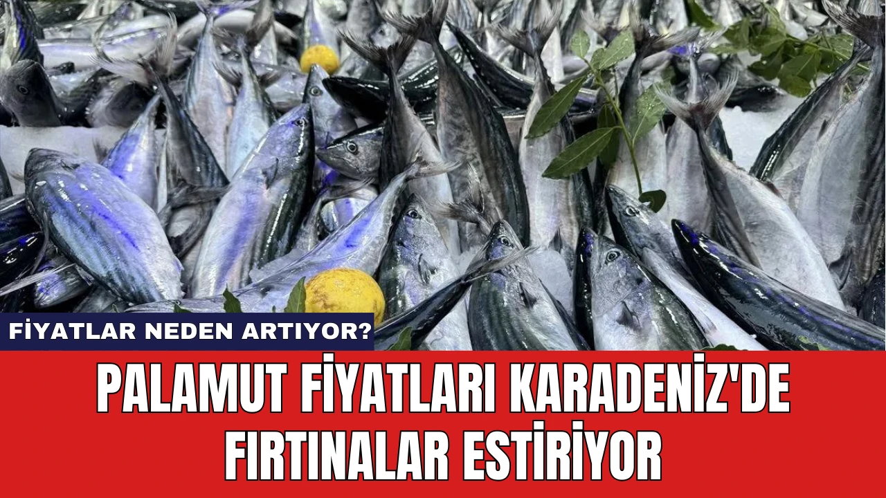 Palamut Fiyatları Karadeniz'de Fırtınalar Estiriyor