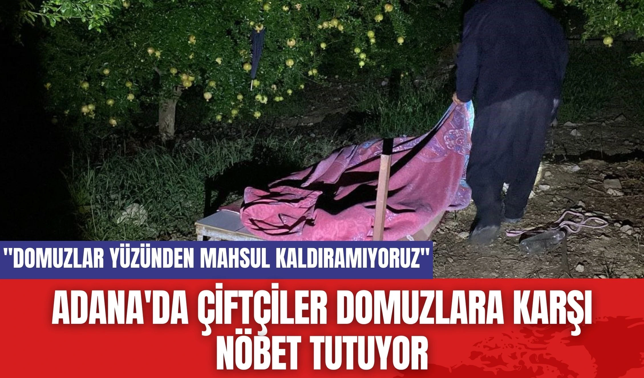 Adana'da çiftçiler domuzlara karşı nöbet tutuyor