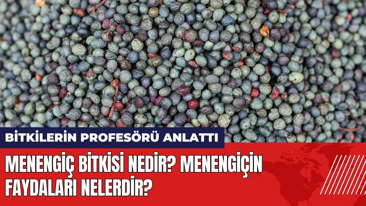 Menengiç bitkisi nedir? Menengiçin faydaları nelerdir?