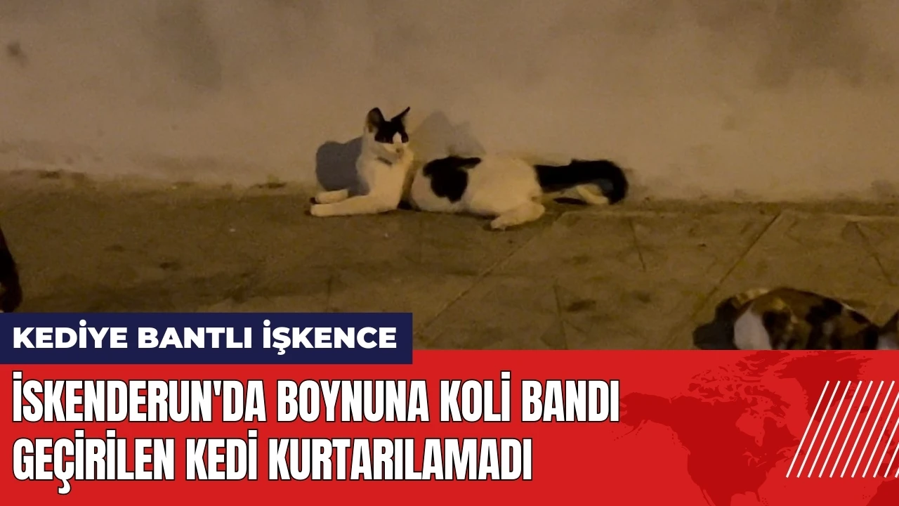 İskenderun'da boynuna koli bandı geçirilen kedi kurtarılamadı