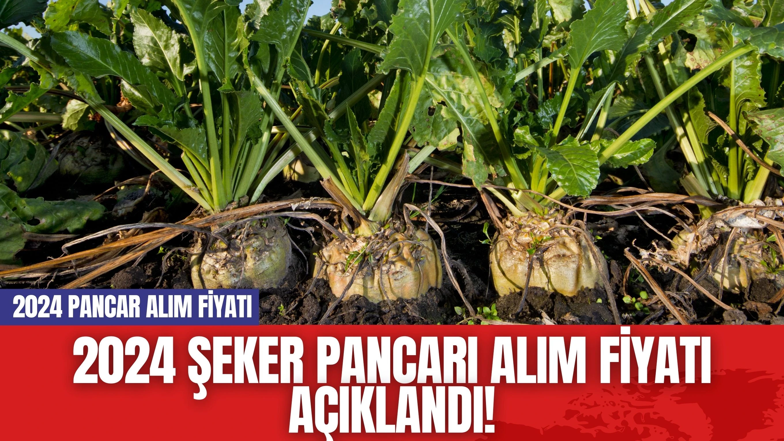 2024 Şeker Pancarı Alım Fiyatı Açıklandı! 2024 Pancar Alım Fiyatı