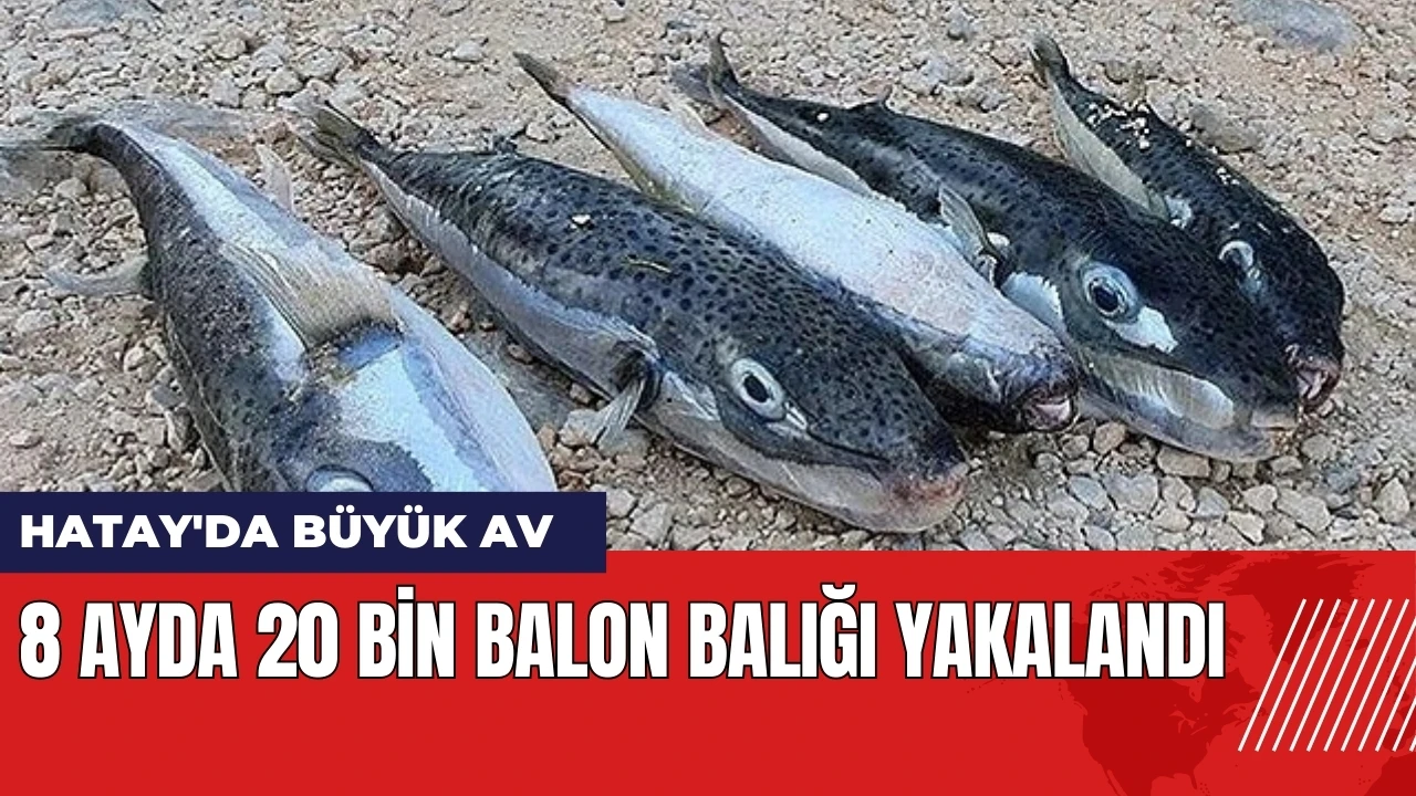 Hatay'da büyük av! 8 ayda 20 bin balon balığı yakalandı