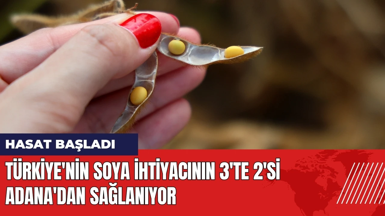 Türkiye'nin soya ihtiyacının 3'te 2'si Adana'dan sağlanıyor