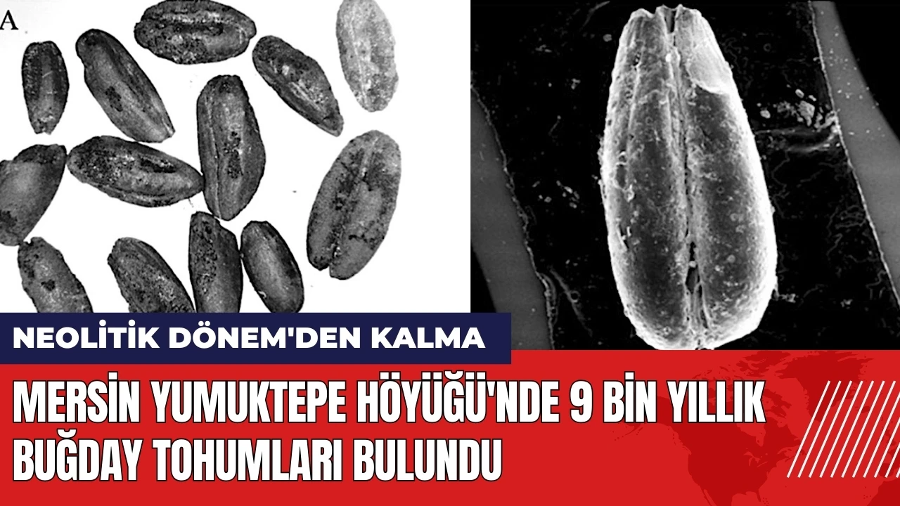 Mersin Yumuktepe Höyüğü'nde 9 bin yıllık buğday tohumları bulundu